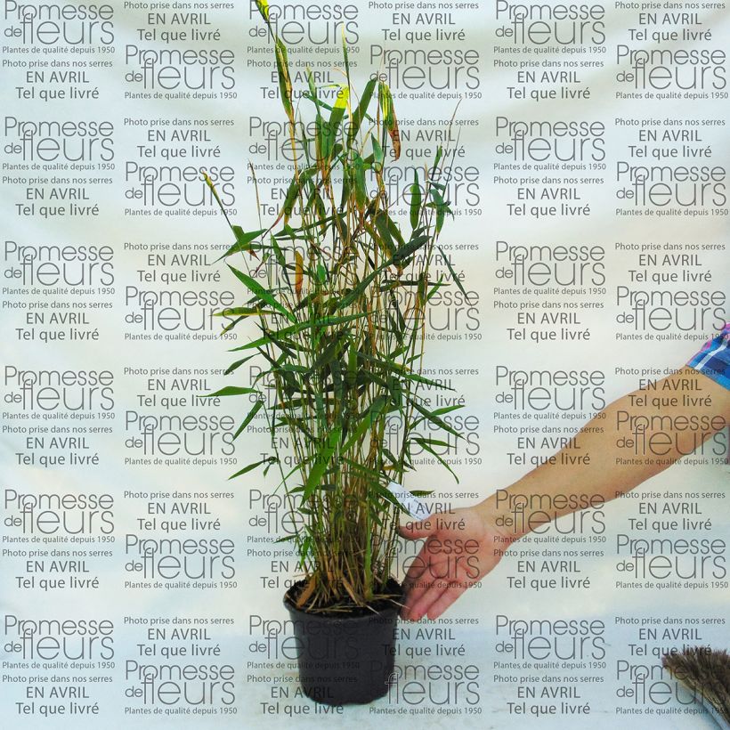 Example of Fargesia papyrifera Blue Dragon - Bambou non traçant Pot de 2L/3L as you get