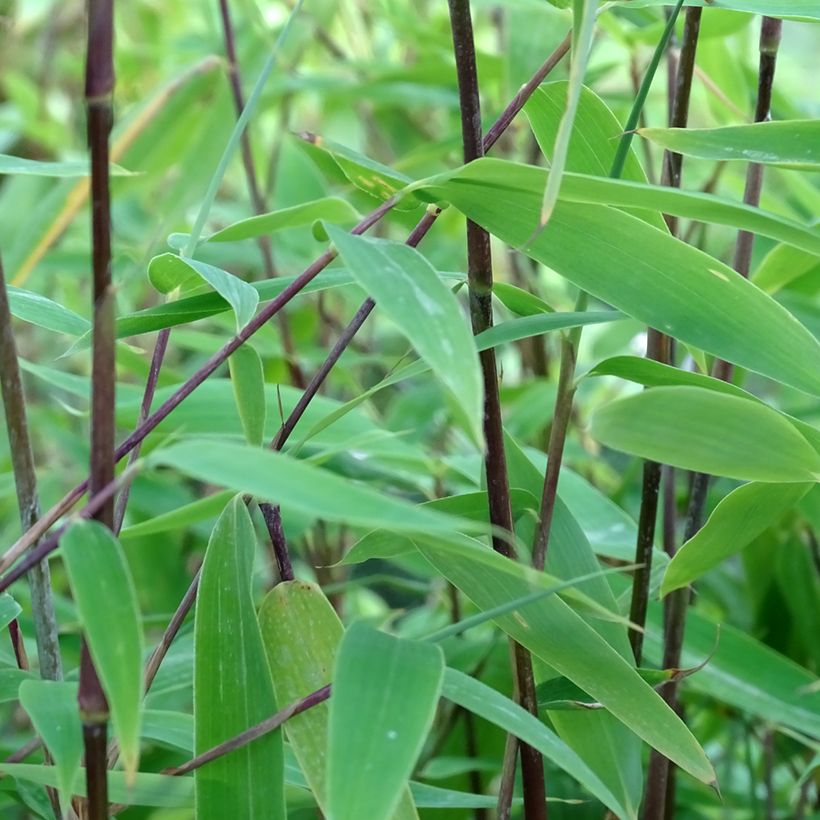 Fargesia Viking - Bambou non traçant (Foliage)