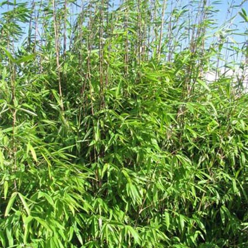 Fargesia Winter Joy - Bambou non traçant (Foliage)
