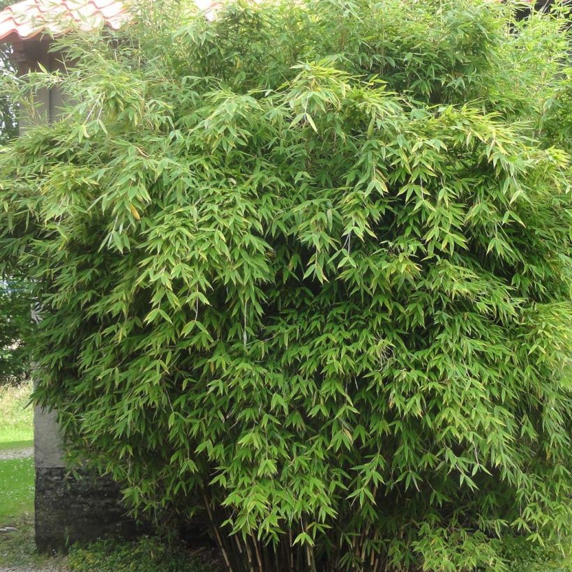 Fargesia murielae Dino - Bambou non traçant (Plant habit)
