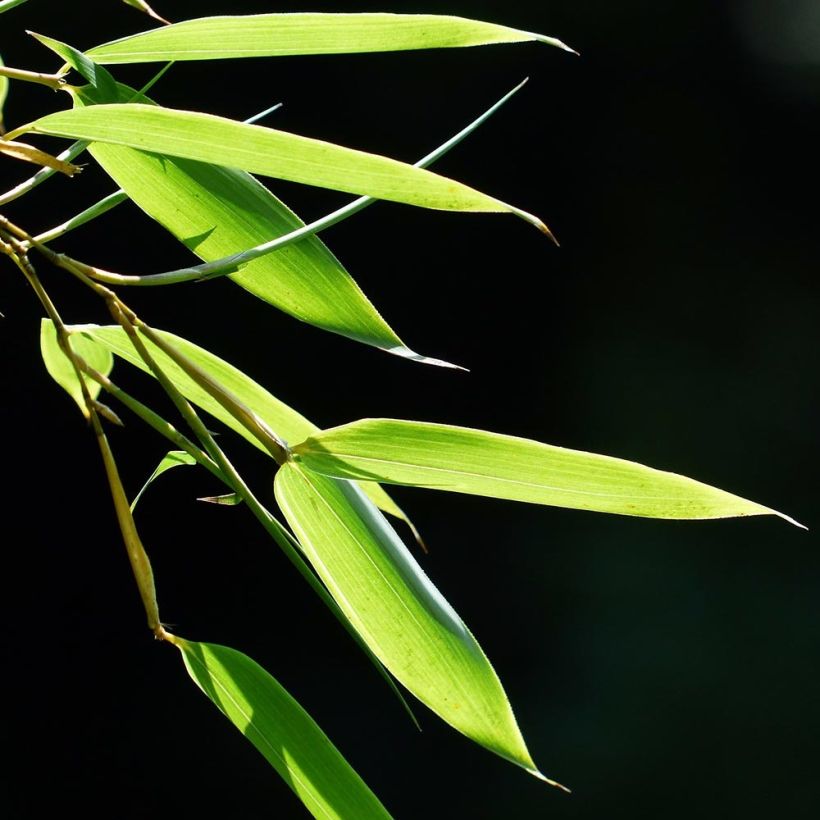 Fargesia murieliae Elias - Bambou nain non traçant (Foliage)