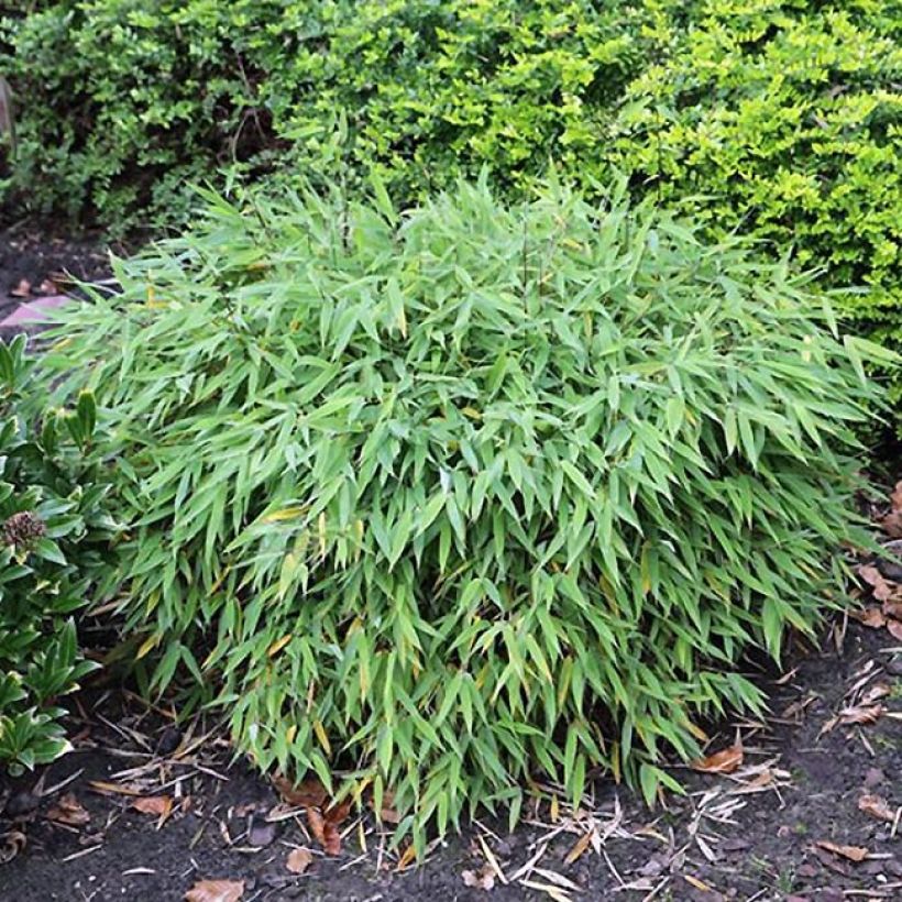 Fargesia murieliae Elias - Bambou nain non traçant (Plant habit)