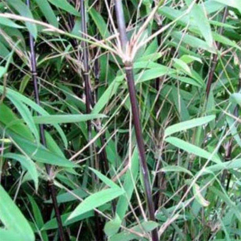 Fargesia nitida Black Pearl - Bambou non traçant  (Foliage)