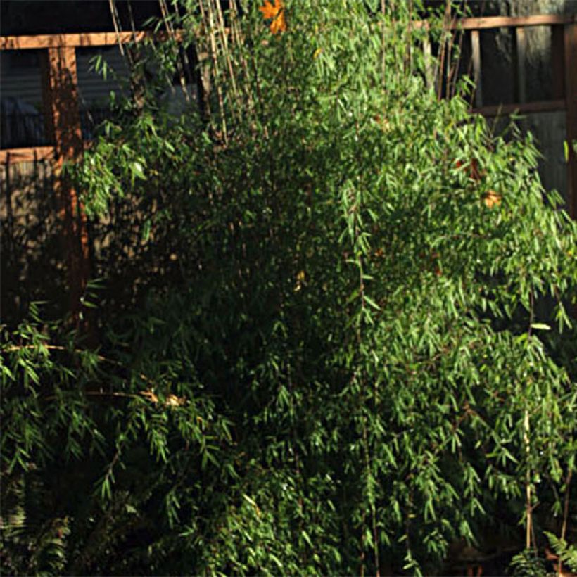 Fargesia nitida Jiu - Bambou non traçant (Foliage)