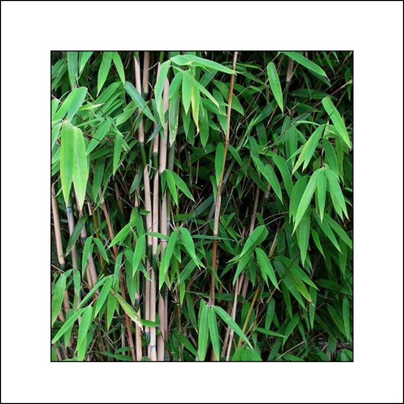 Fargesia nitida Obelisk - Bambou non traçant (Foliage)