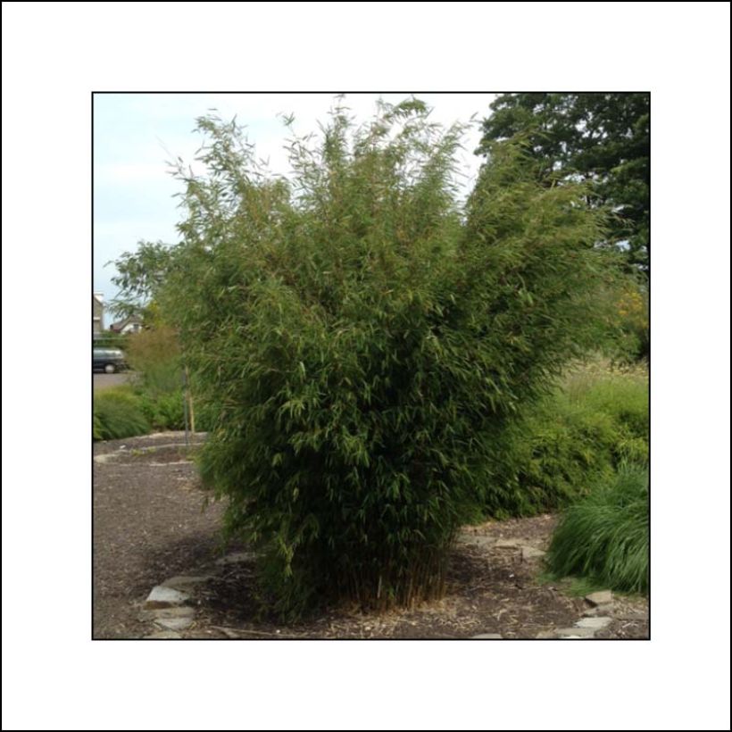 Fargesia nitida Obelisk - Bambou non traçant (Plant habit)