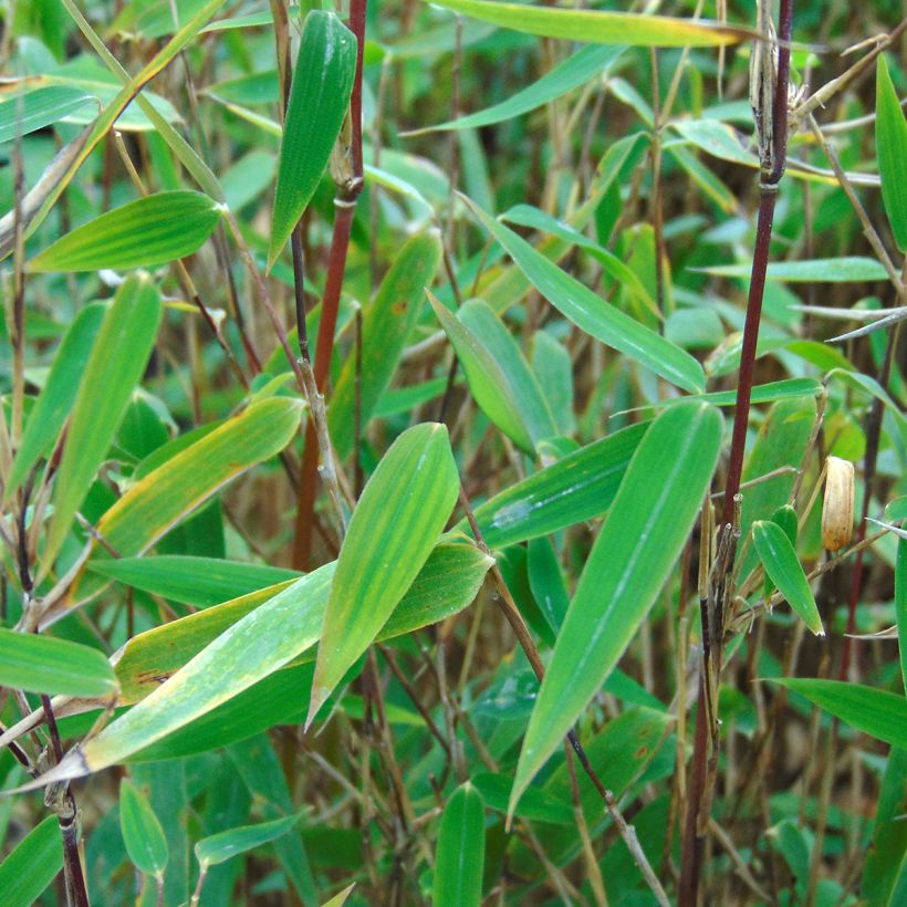 Fargesia nitida Red Dragon - Bambou non traçant (Foliage)