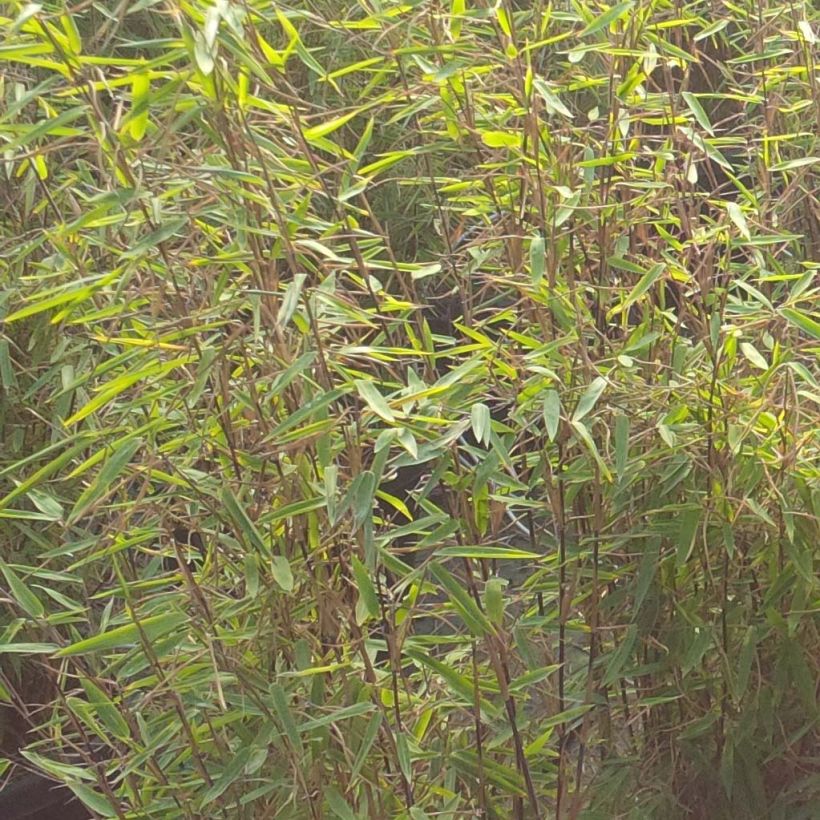 Fargesia nitida Volcano - Bambou non traçant (Foliage)