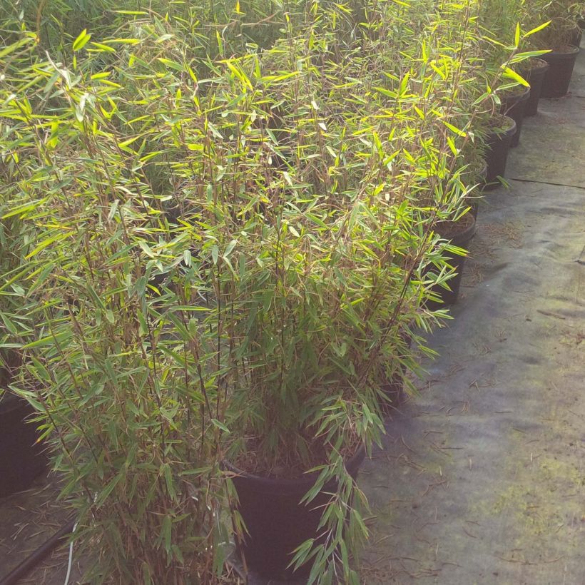 Fargesia nitida Volcano - Bambou non traçant (Plant habit)