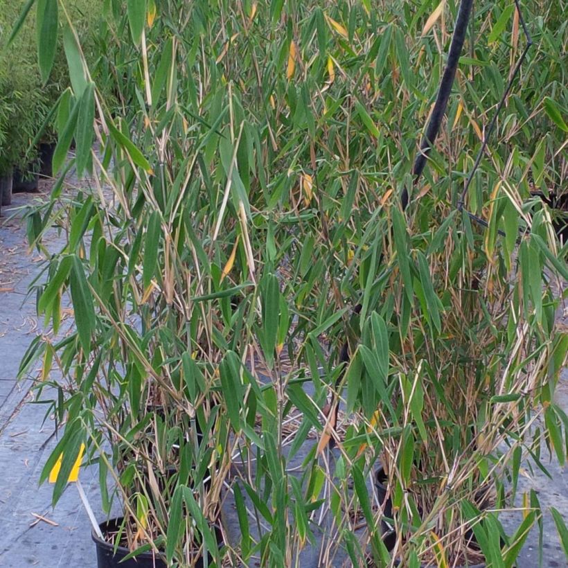 Fargesia papyrifera - Bambou bleu non traçant (Foliage)