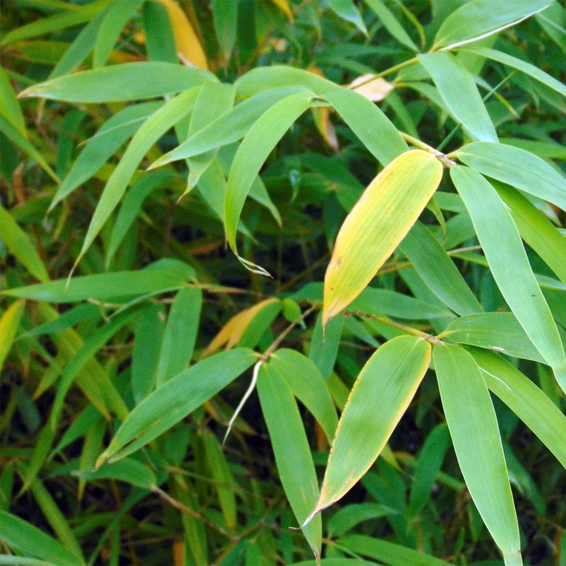 Fargesia robusta Campbell - Bambou non traçant (Foliage)