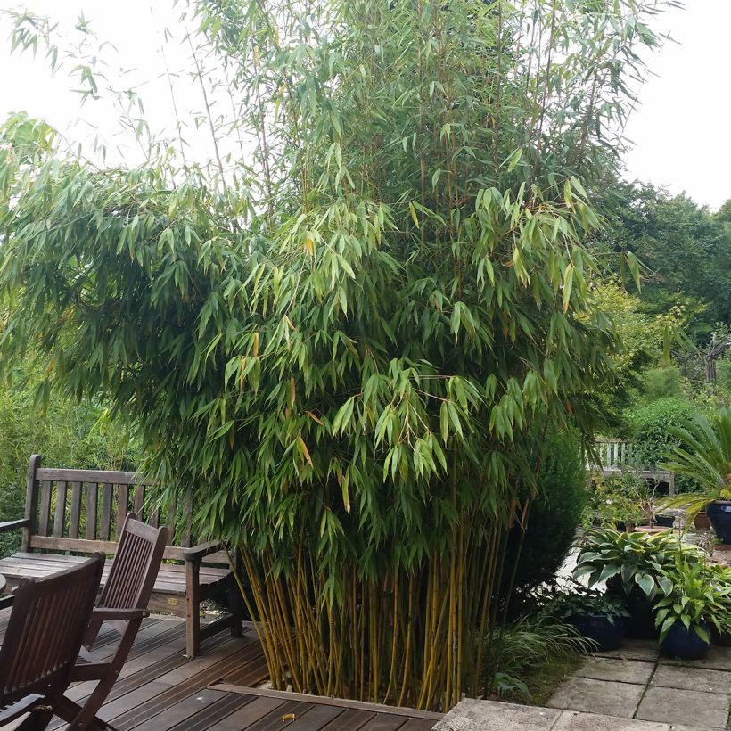 Fargesia robusta Wolong - Bambou non traçant (Plant habit)