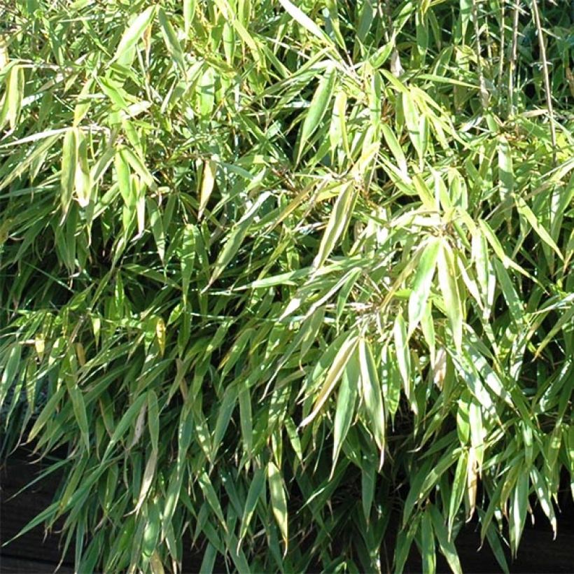Bambou non traçant - Fargesia rufa (Foliage)