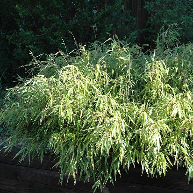 Bambou non traçant - Fargesia rufa (Plant habit)