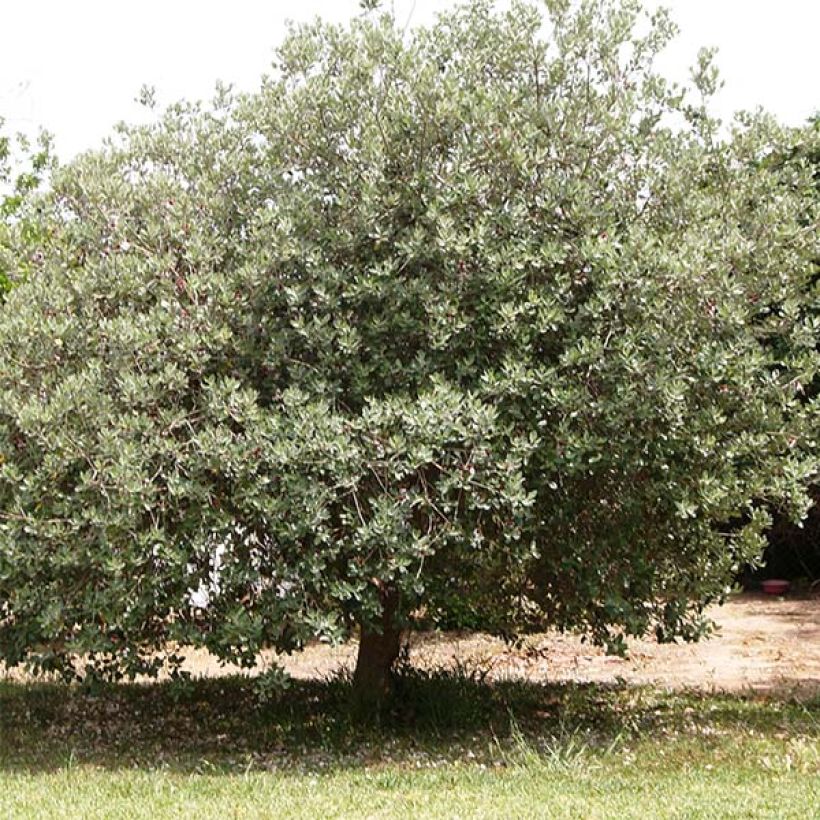 Acca sellowiana - Goyavier du Brésil (Plant habit)