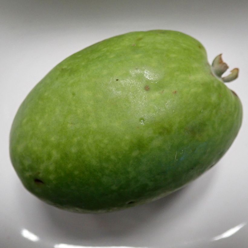 Feijoa ou Acca sellowiana Mammouth - Goyavier du Brésil (Harvest)