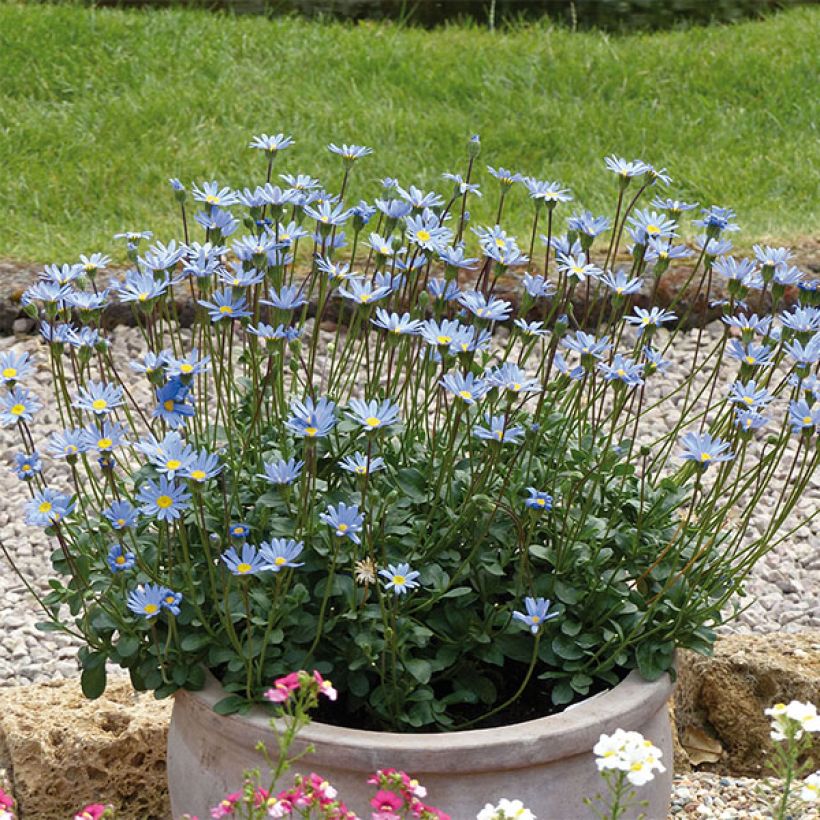 Felicia Forever Blue - Agathea bleu (Plant habit)
