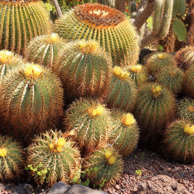 Ferocactus glaucescens - Cactus tonneau (Plant habit)
