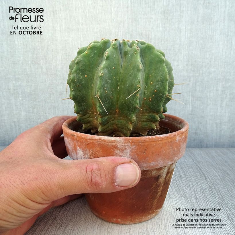 Example of Ferocactus glaucescens Inermis Pot de 12 cm / 13 cm as you get in automne