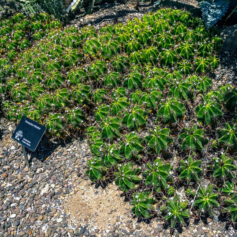 Ferocactus robustus - Cactus tonneau (Plant habit)