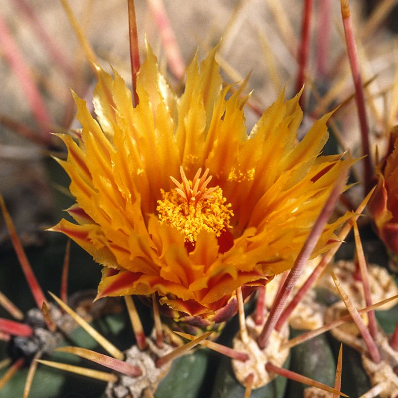 Ferocactus stainesii - Cactus  (Flowering)