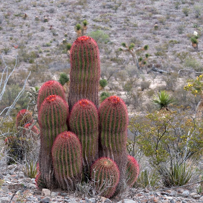 Ferocactus stainesii - Cactus  (Plant habit)