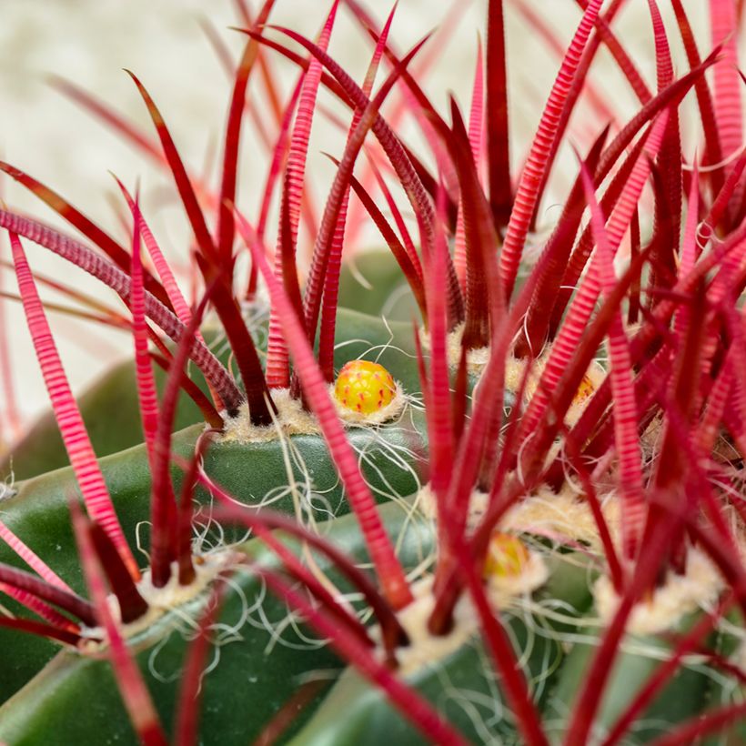 Ferocactus stainesii var. pilosus - Cactus (Foliage)
