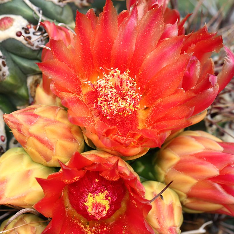 Ferocactus emoryi - Cactus tonneau rouge (Flowering)