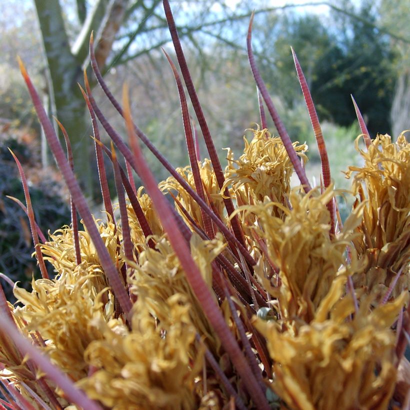 Ferocactus rectispinus - Cactus tonneau (Foliage)