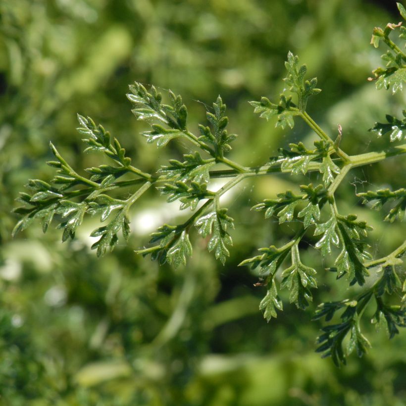 Férule - Ferula tingitana (Foliage)