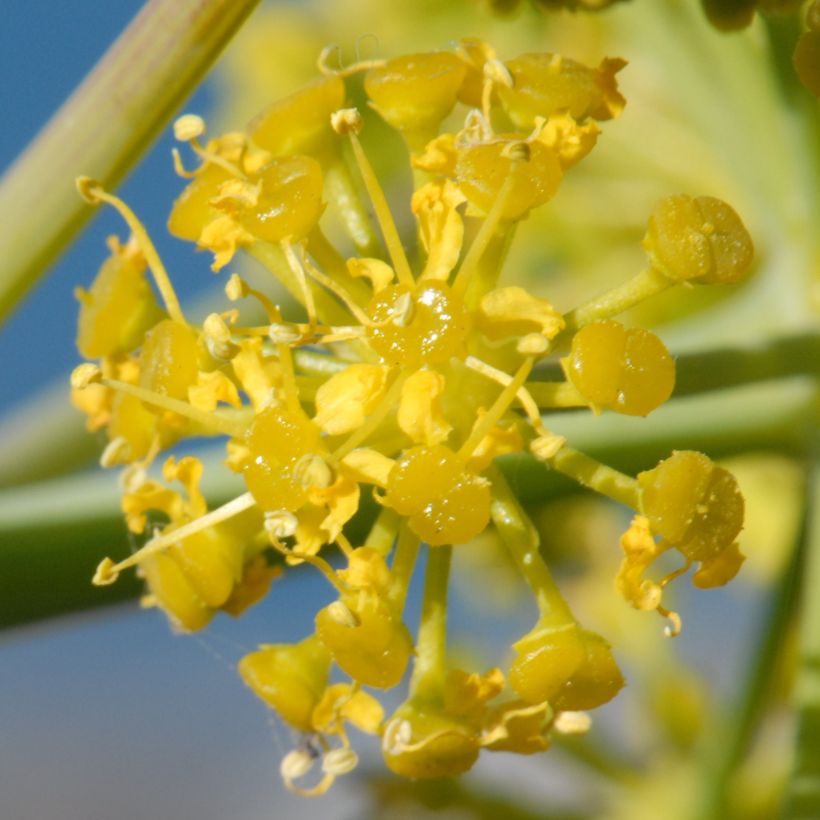 Férule - Ferula tingitana (Flowering)