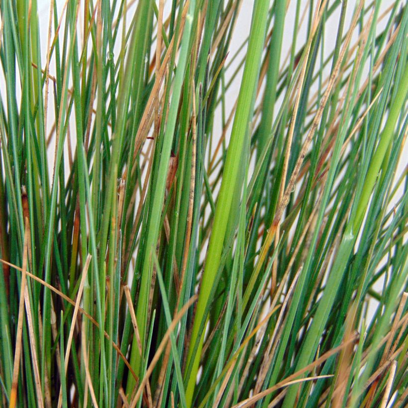 Festuca amethystina - Fétuque améthyste (Foliage)