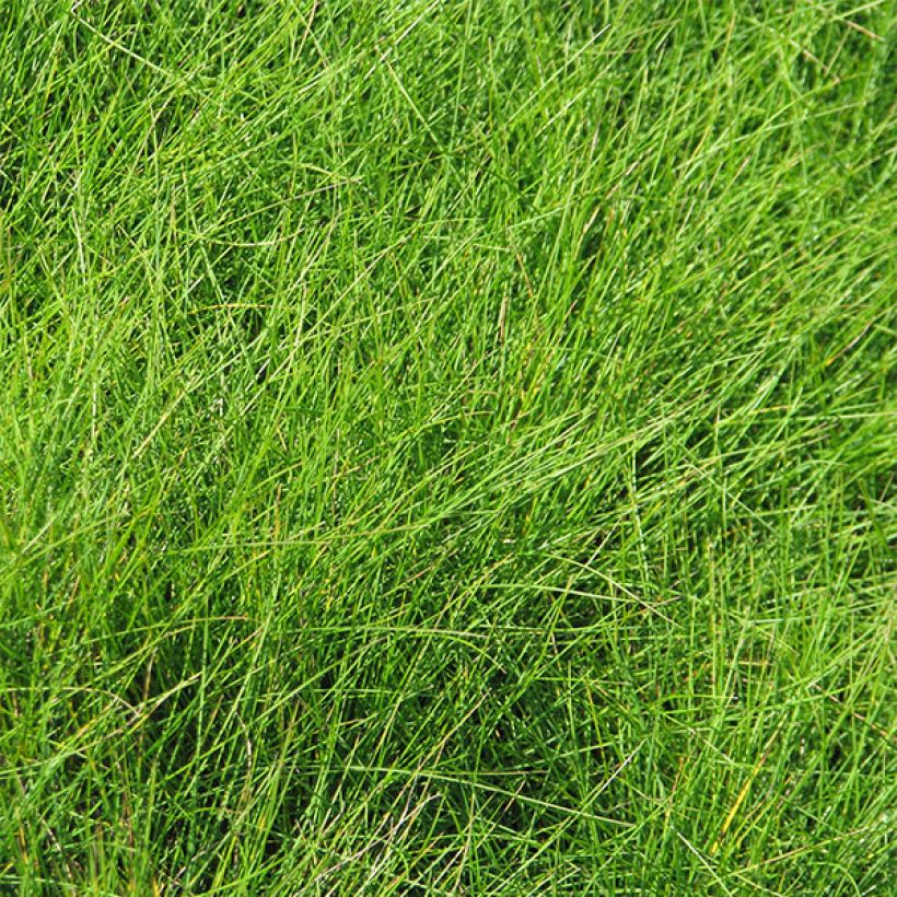 Festuca filiformis - Fétuque à feuilles capillaires (Foliage)