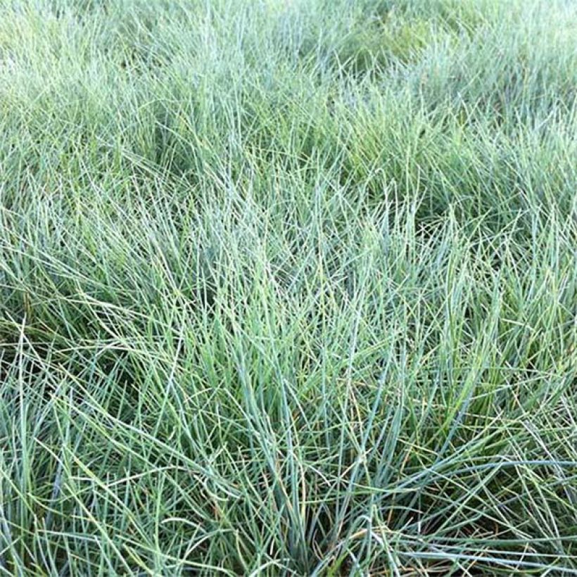 Festuca valesiaca Glaucantha - Fétuque du Valais (Foliage)