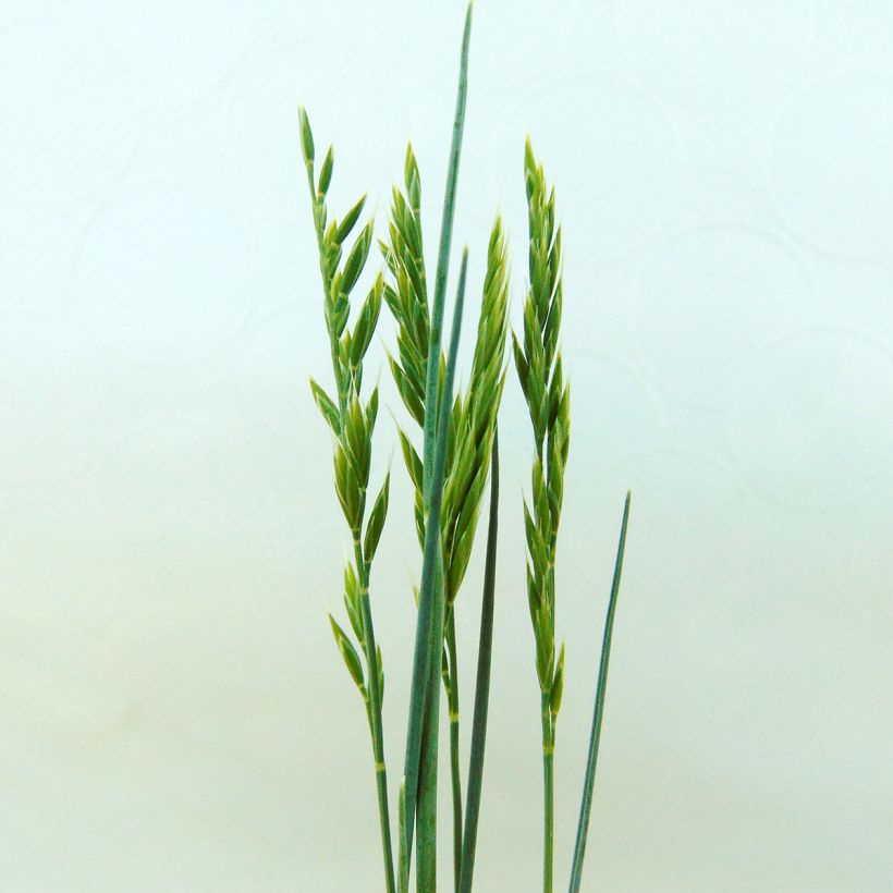 Festuca valesiaca Glaucantha - Fétuque du Valais (Flowering)