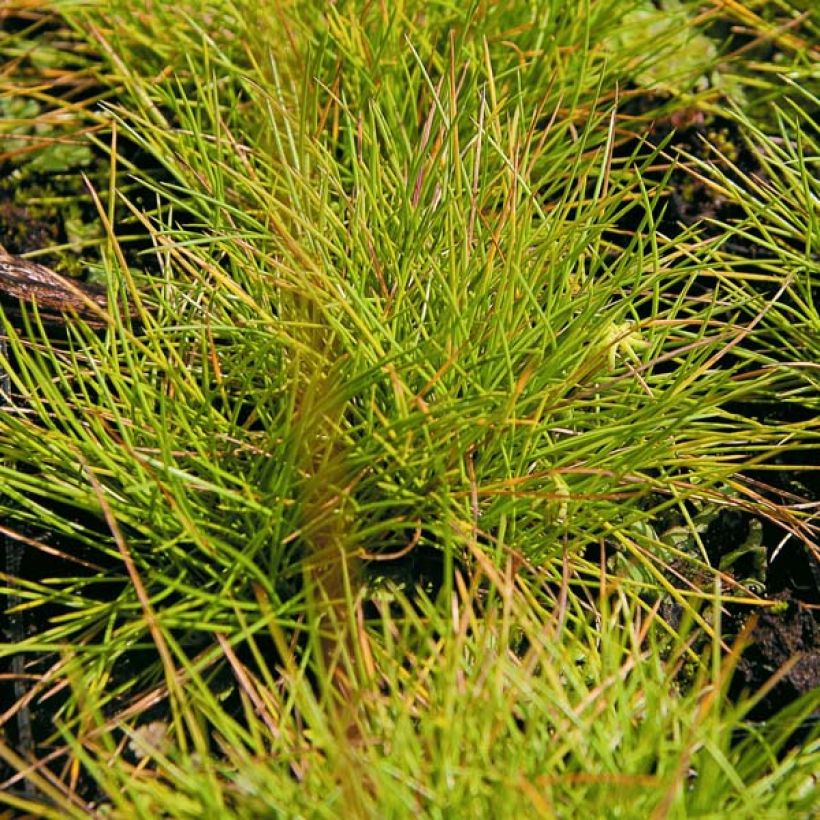 Fetuque, Festuca glauca Golden Toupee (Foliage)