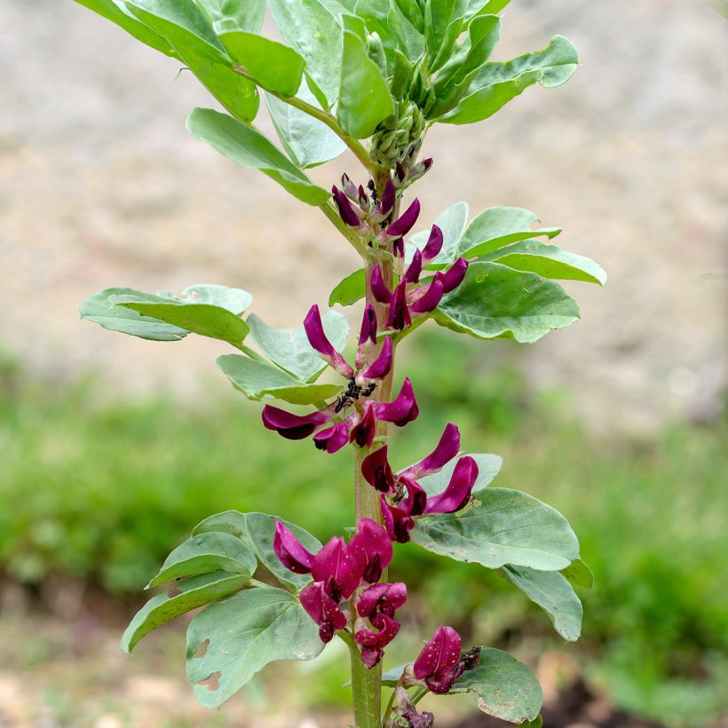 Fève Karmazyn, Crimson Flowered (Flowering)