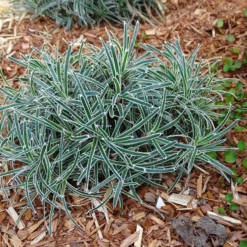 Ficinia truncata Ice Crystal - Ficinia givré (Plant habit)