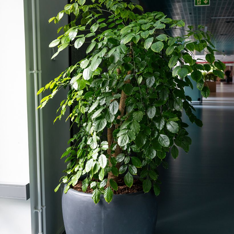 Ficus Exotica - Figuier pleureur (Plant habit)