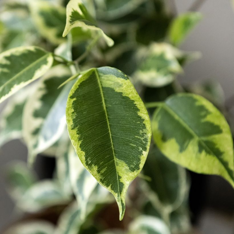 Ficus Golden King - Figuier pleureur panaché (Foliage)