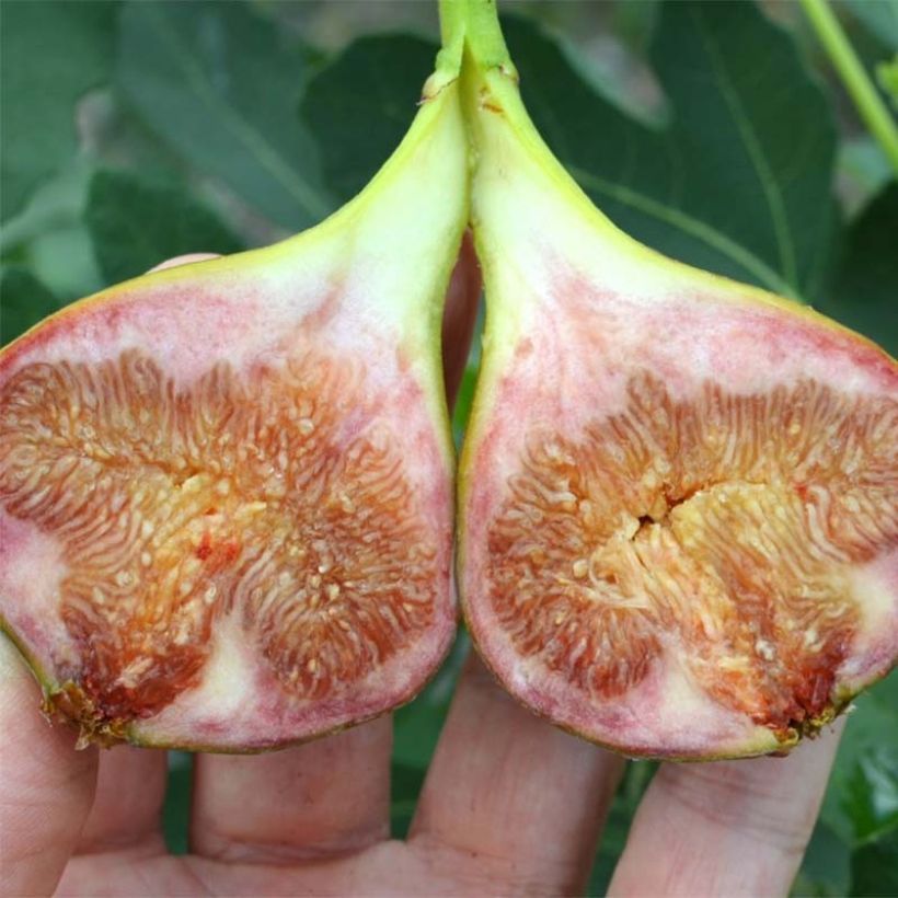 Figuier Gustissimo Perretta - Ficus carica (Harvest)
