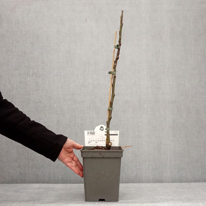 Example of Figuier Icecrystal  Pot de 4L/5L, Scion as you get in hiver