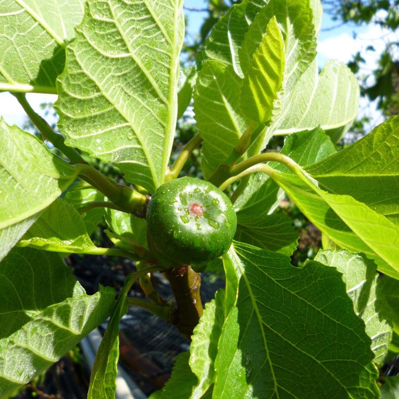 Figuier Jordan - Ficus carica (Harvest)