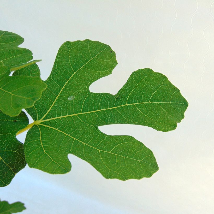 Figuier Brown Turkey (Foliage)
