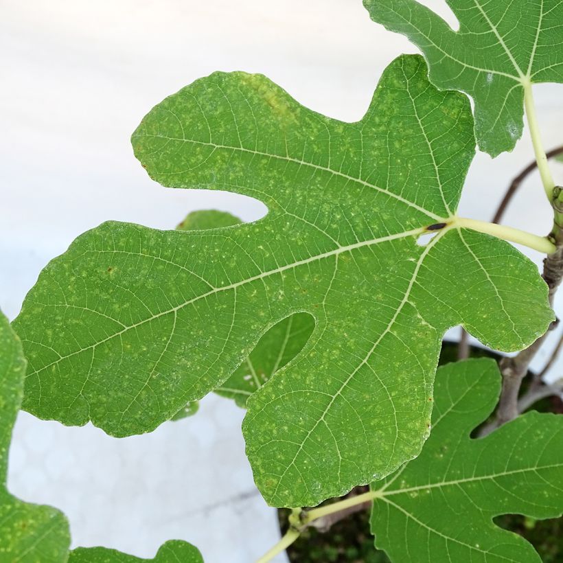 Figuier Carica Portogallo - Figuier long du Portugal (Foliage)