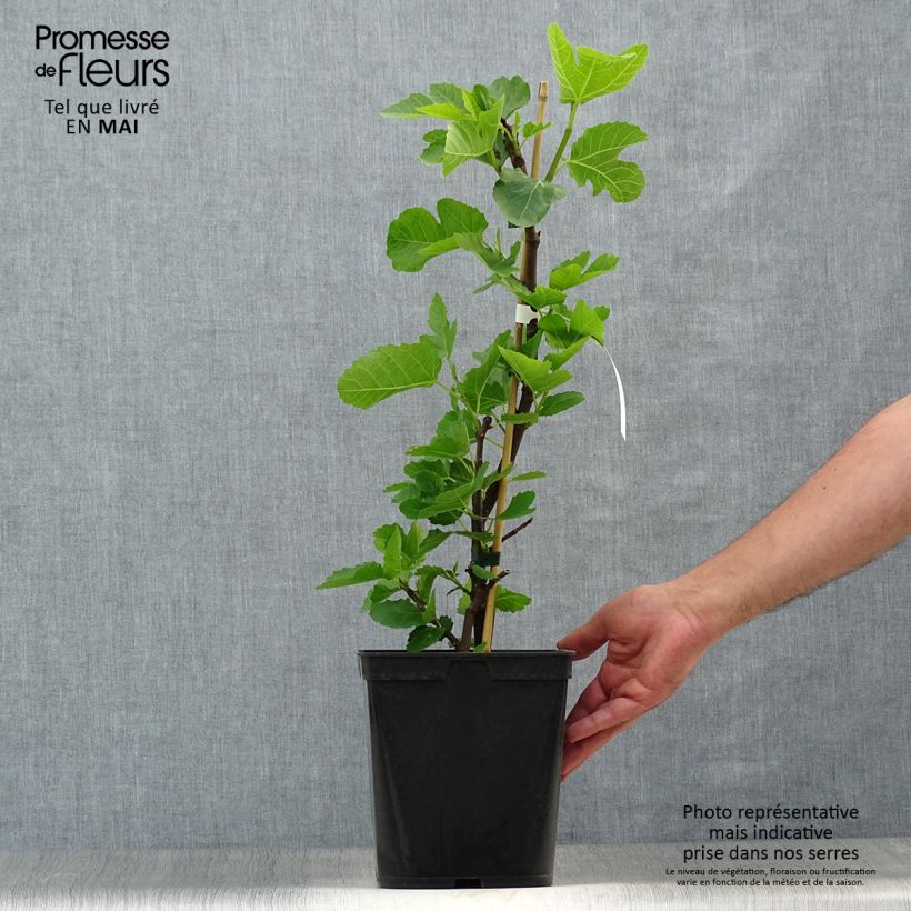 Example of Figuier - Ficus carica Grise De Tarascon Pot de 4L/5L, Buisson as you get in printemps
