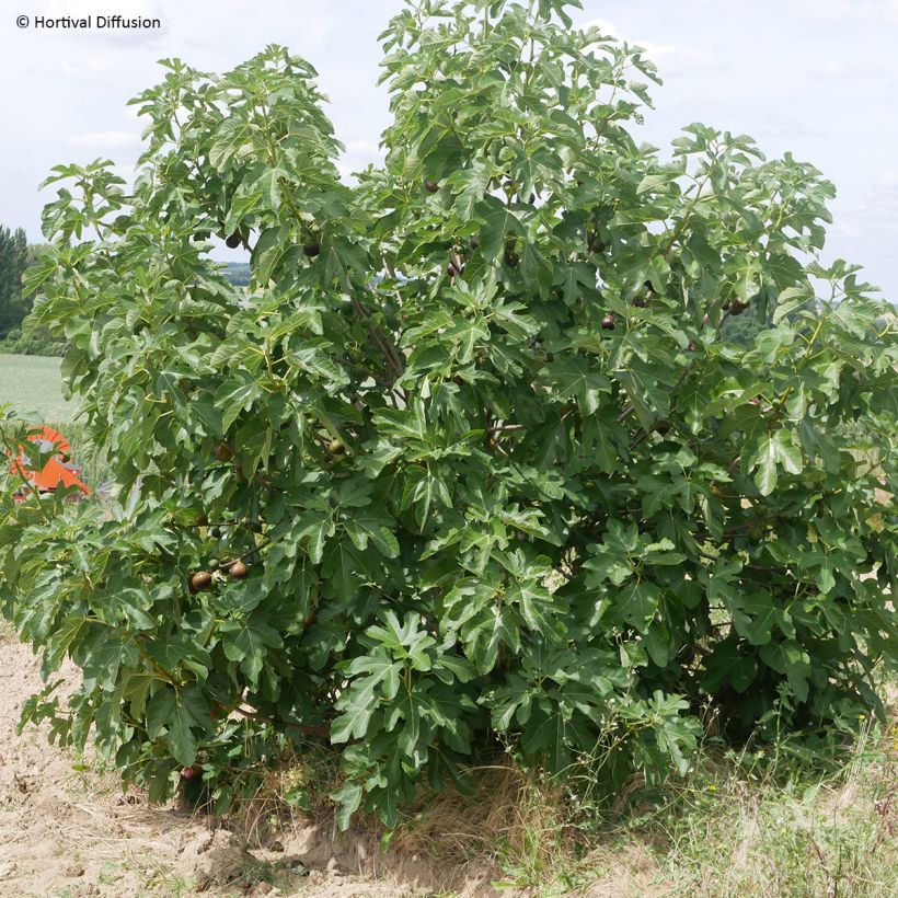 Figuier Rouge de juillet - Ficus carica (Plant habit)