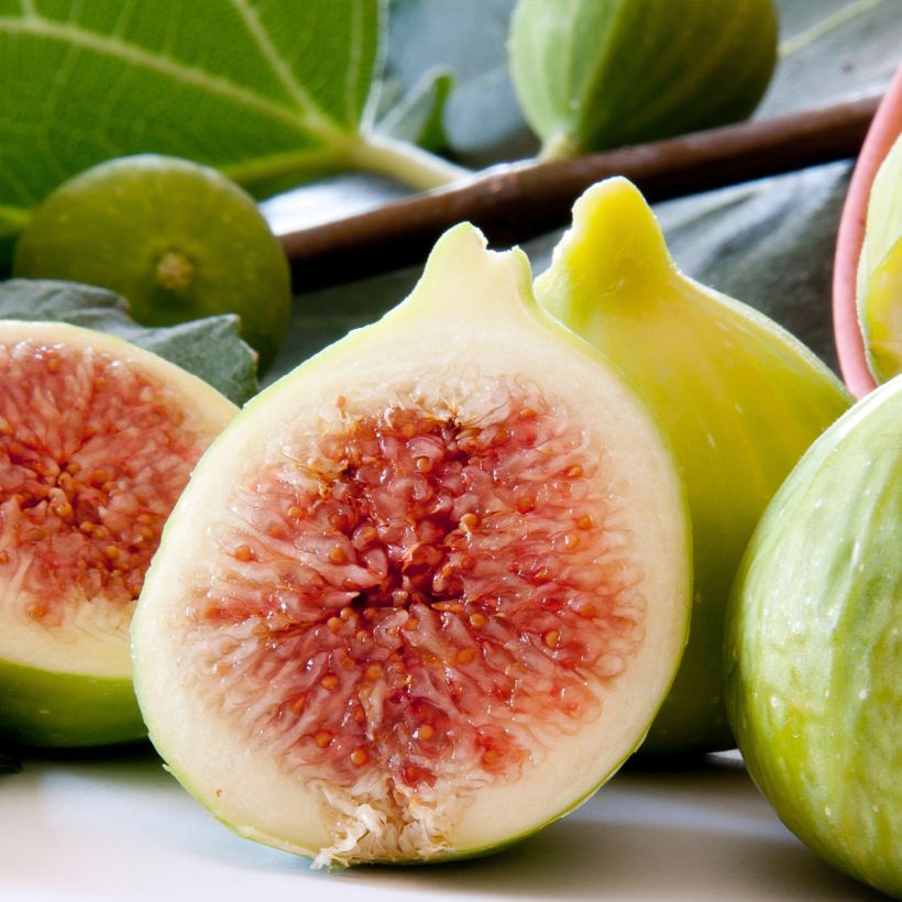 Figuier Gentil bianco - Ficus carica (Harvest)