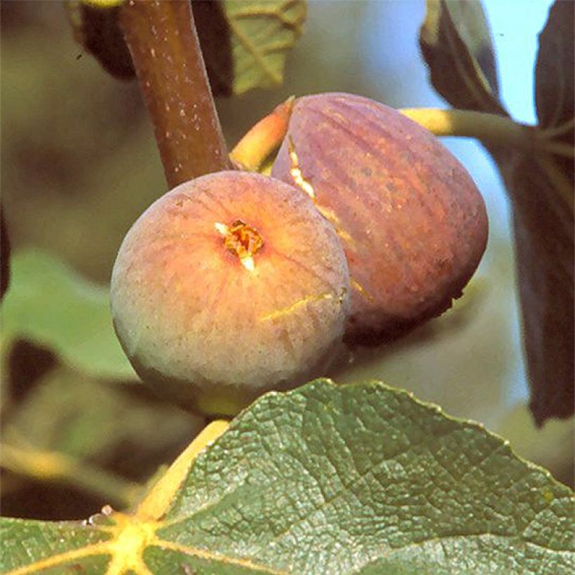 Figuier Grise de la St Jean - Grisette (Harvest)