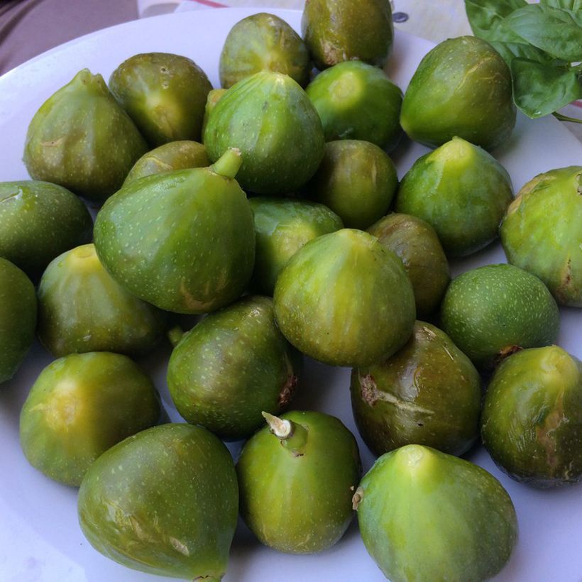 Figuier Gustis Ficcolino - Ficus carica (Harvest)